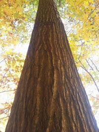 Giant Red Oak