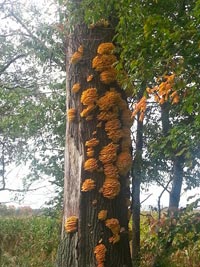 Tree With Chicken of the Woods Mushroom