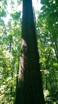 Walnut Tree Unusually Large